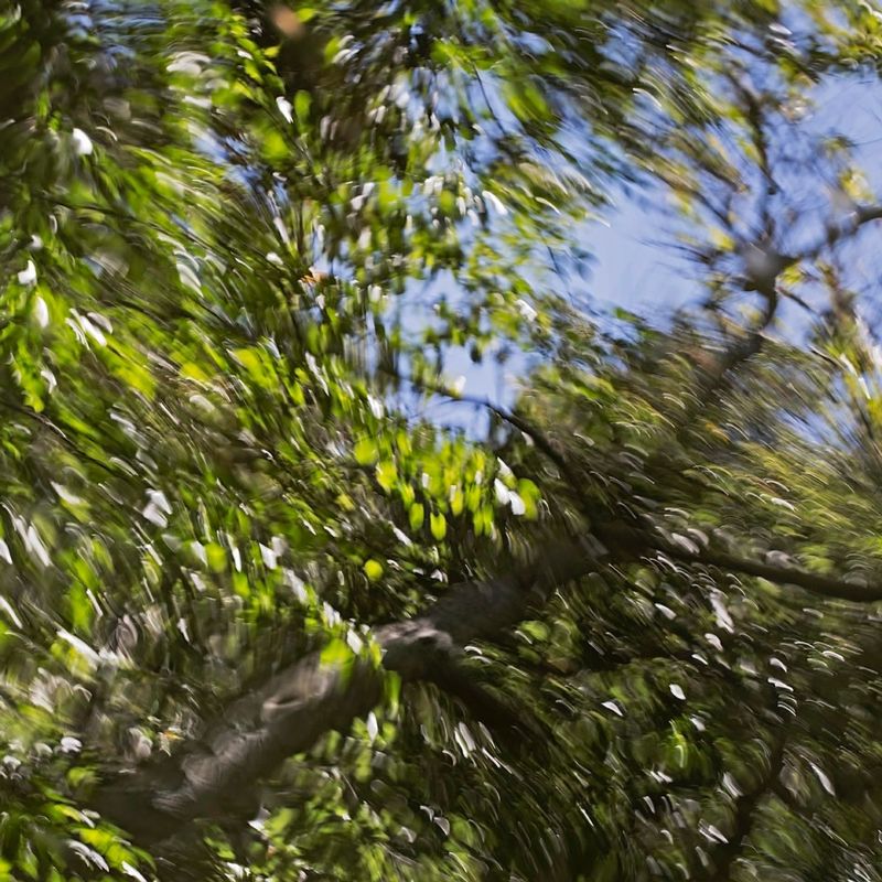 River Dances 4.jpg
