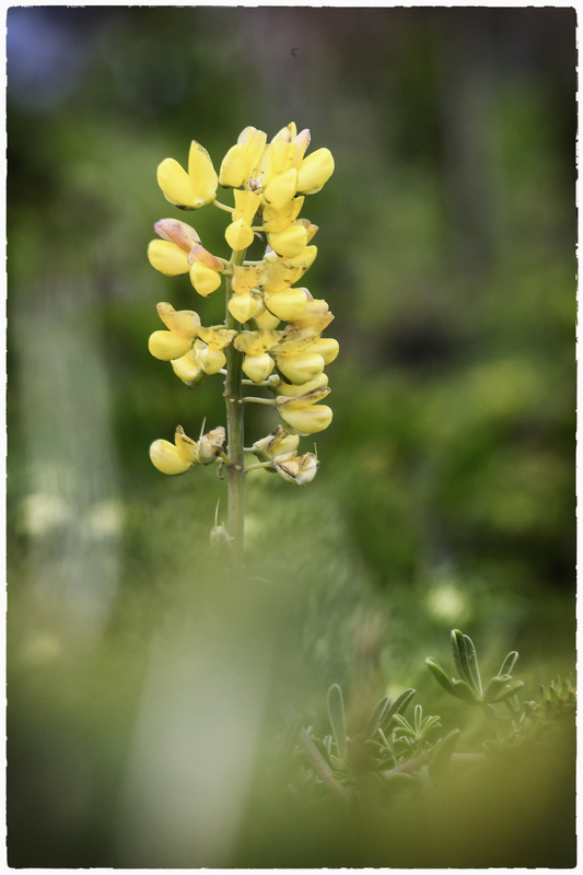 Big Sur Lupine.jpg