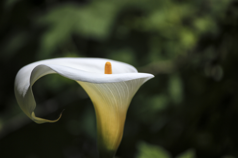 Calla Lily 2.jpg