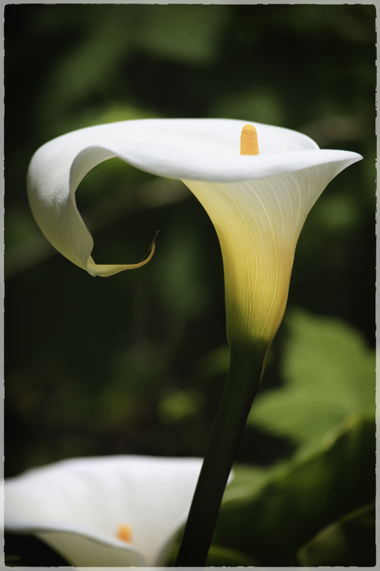 Calla Lily.jpg