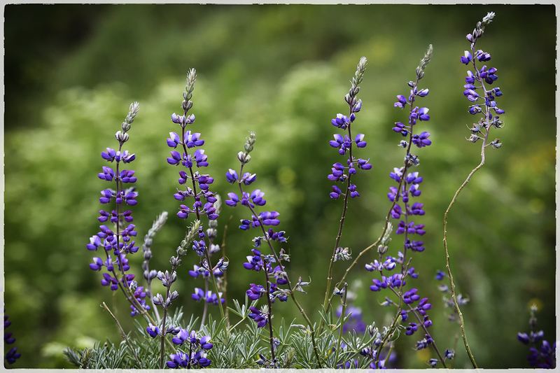 Field of Lupine.jpg