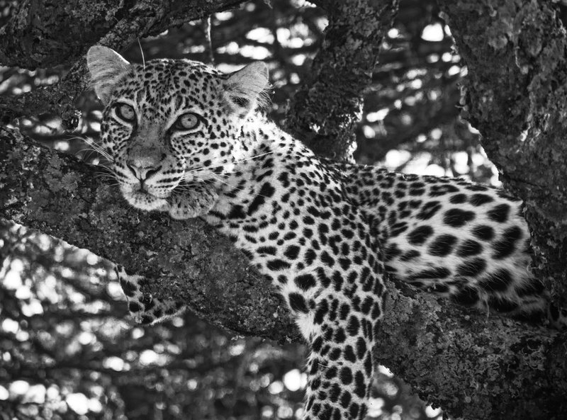 Leopard in Tree.jpg