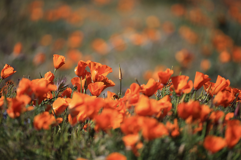 Poppy Field.jpg