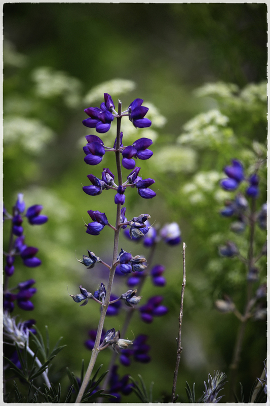 Purple Lupine.jpg