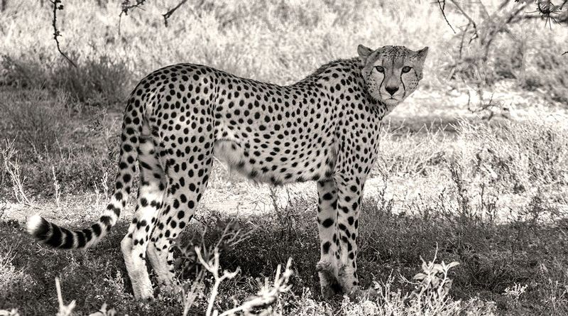 Serengeti Leopard.jpg