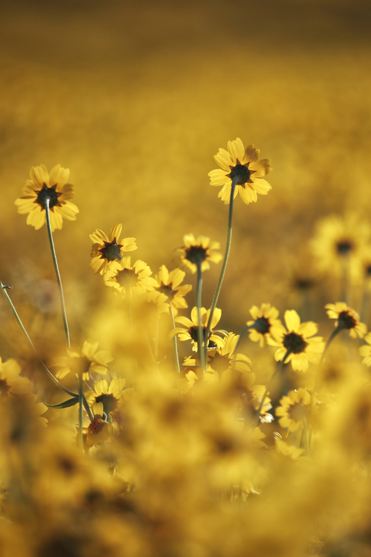 Wildflowers in Bloom.jpg