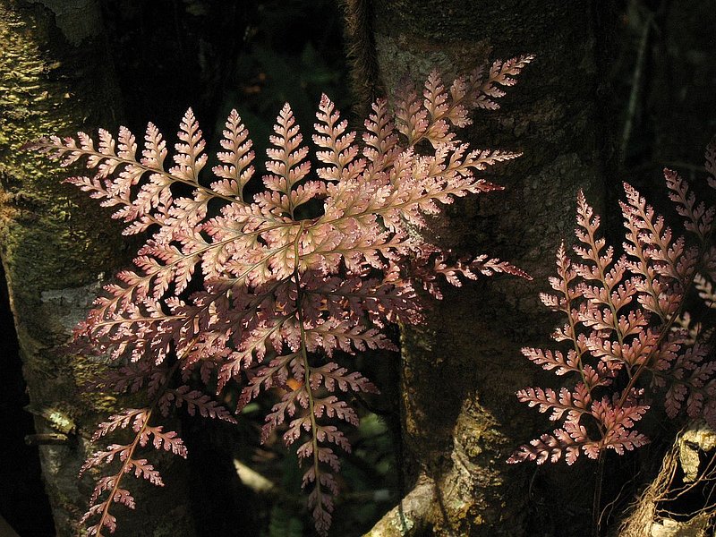 e127.jpg :: You will also find some attractive ferns growing in this darker more humid area.