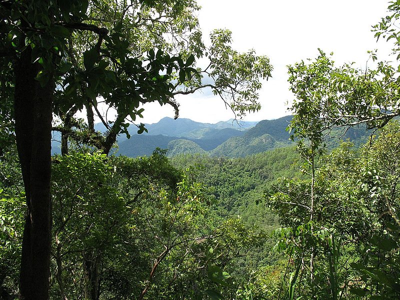 0.jpg :: Today, we will return to the wildlife sanctuary and take a different trail into the forest.