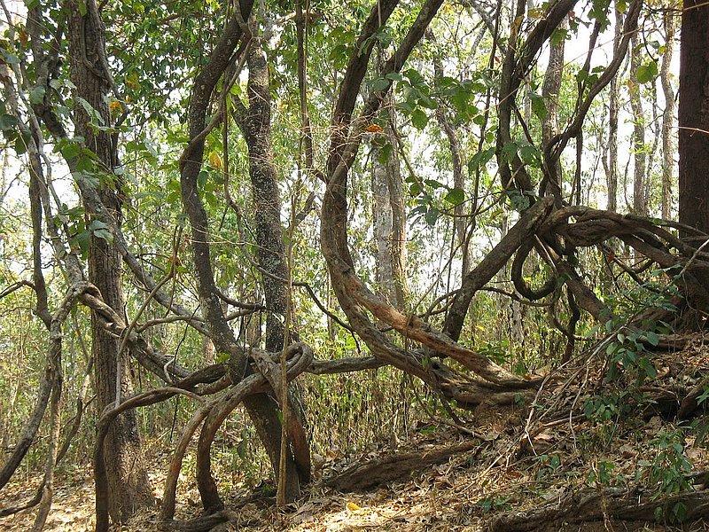 1.jpg :: The trail we follow today is quite level and easy to follow.