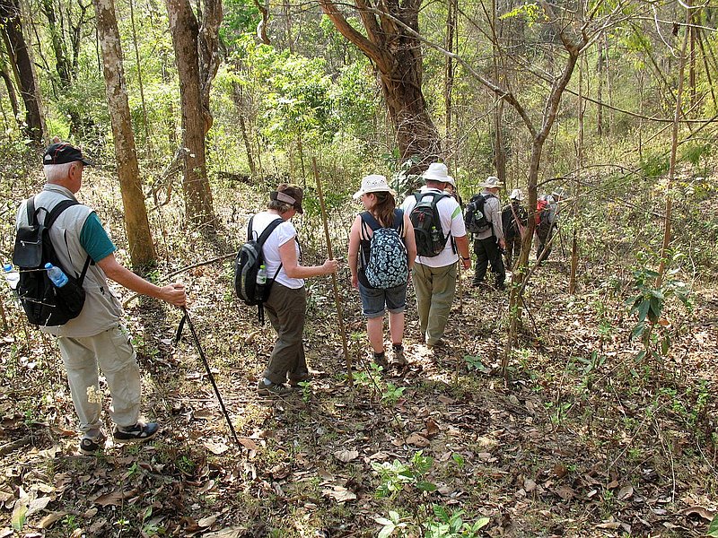 10a.jpg :: The forest we are trekking in today is quite open, and the trail we take is very easy to negotiate. 