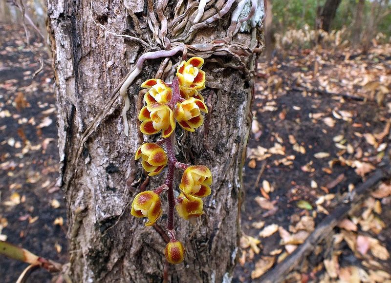 11.jpg :: Some species are not so easy to find, like this small Chiloschista lunifera. We know of just one tree that has several plants growing on it, and we will try and locate it again for you.