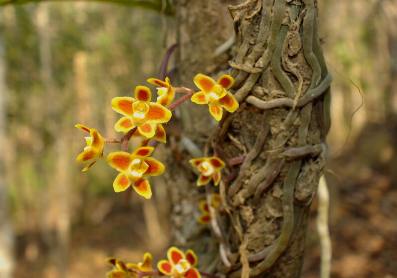 12.jpg :: This is a leafless orchid.