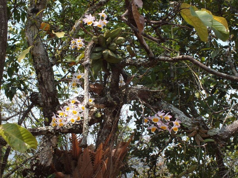14.jpg :: And again we will find D. gratiosissimum in flower.