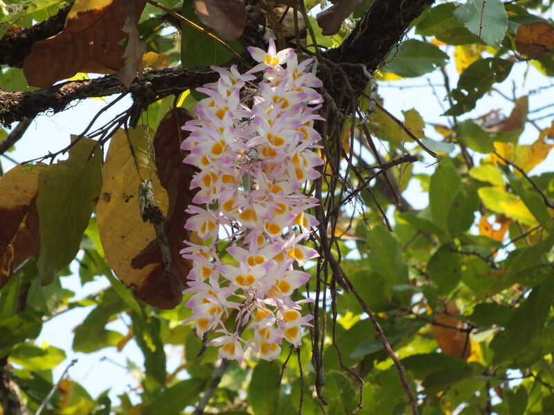16.jpg :: Mature plants - at their best!