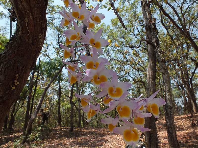 17.jpg :: Finding plants like this at head height is what makes this trek so rewarding.