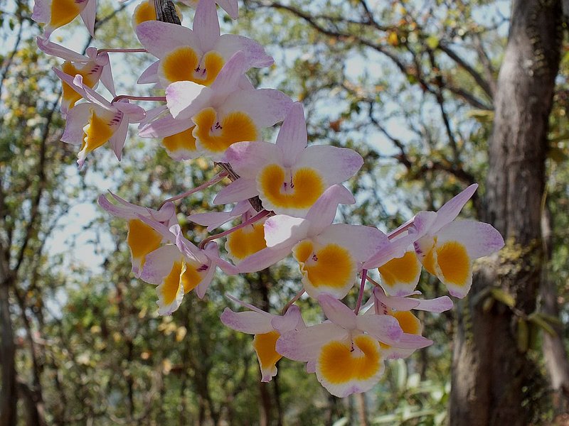 18.jpg :: Dendrobium gratiosissimum.