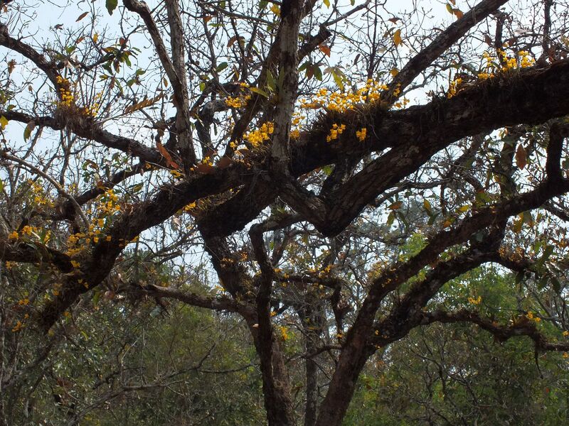 2.jpg :: Shortly after starting the trek, we will come to an area where there is a tree that is covered with orchids, and they should be flowering now!