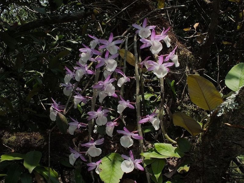 21.jpg :: This very nicely colour form of Dendrobium primulinum was found on this trek.