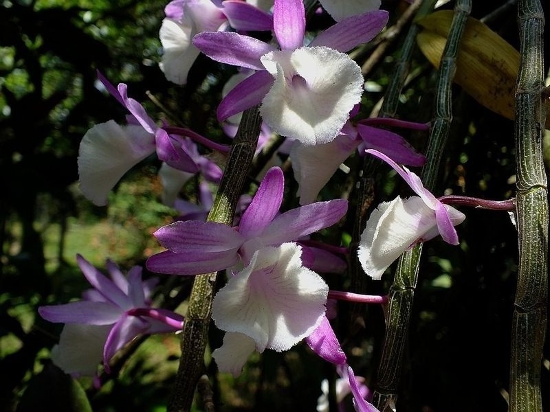22.jpg :: It was growing in a heavily shaded area of the forest, and the flowers were more intense in colour than the usual forms.