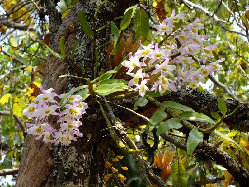 26.jpg :: As we go deeper into the forest many more orchids will be seen.