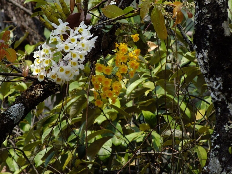 27.jpg :: On some trees, several different species can be seen growing and in flower at the same time.