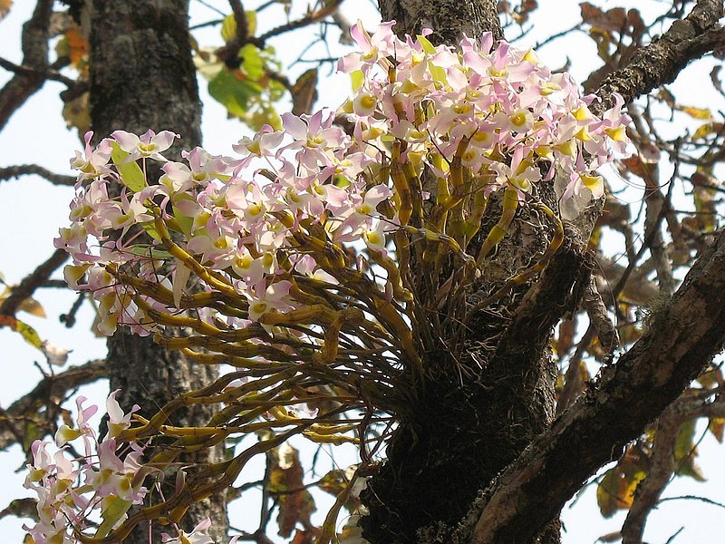 28.jpg :: Over the years, we have seen many beautiful plants in this forest, like this 'small' Dendrobium signatum. 