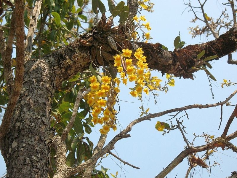 29.jpg :: Some flowering orchids are easily seen, like the bright yellow Dendrobium lindleyi.