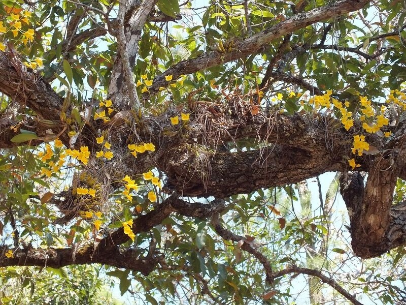 3.jpg :: This is Dendrobium capillipes, and although it flowers a bit earlier than many other species, we should be able to find plenty of plants still in flower.