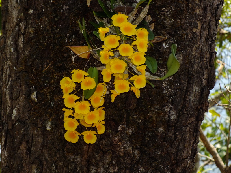 30.jpg :: March is the optimum time to see this species in flower.