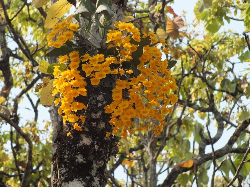 31.jpg :: Some trees will have single flowering plants on them, others will be covered with many plants in flower.