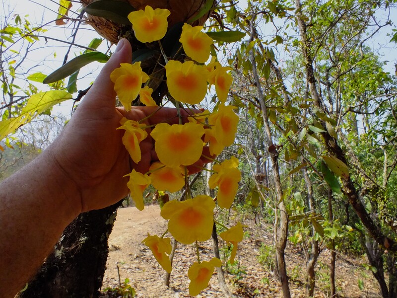 32.jpg :: The flowers on this plant were much larger than usual!