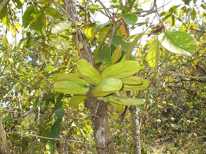 33.jpg :: Many other interesting plants can be seen in the forests.
The 'ant plant' can be seen on today's trek. The plant has hollow leaves, which are inhabited by a rather aggressive species of ant. In return for providing the ants with this readymade home, the ants protect the plant from predators.