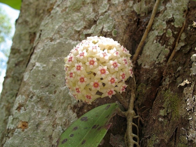 34.jpg :: You will also see hoyas dangling from the trees. These are always strongly scented!