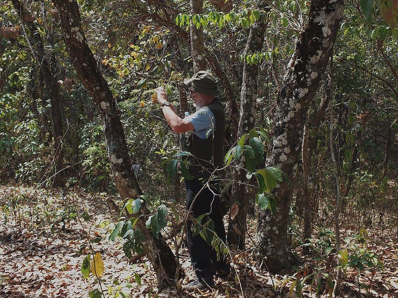 36.jpg :: One of our aims for the tour is to show you orchids in flower that are growing low down on the trees.