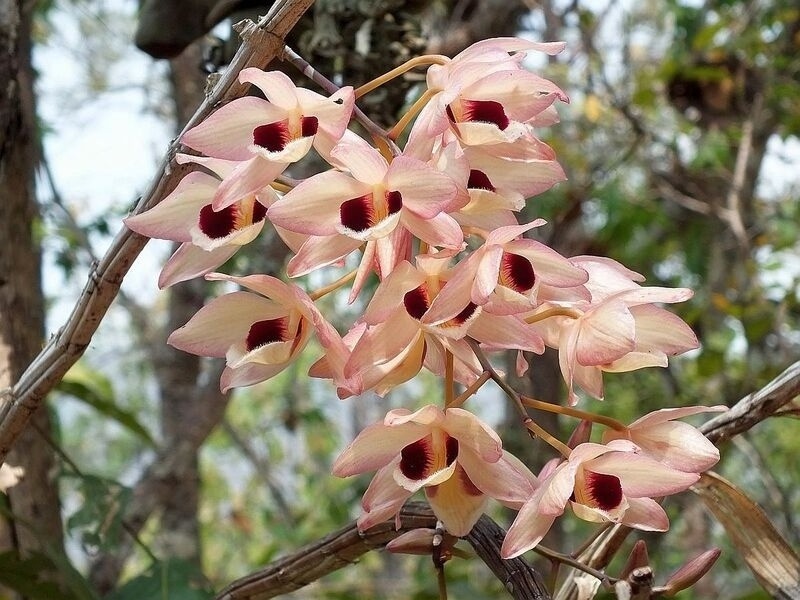 39.jpg :: Dendrobium pulchellum.