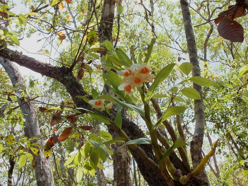 54.jpg :: And sometimes we find something new. In 2017, we found Dendrobium cariniferum in flower, which we had not seen on any of our previous treks in this area.
