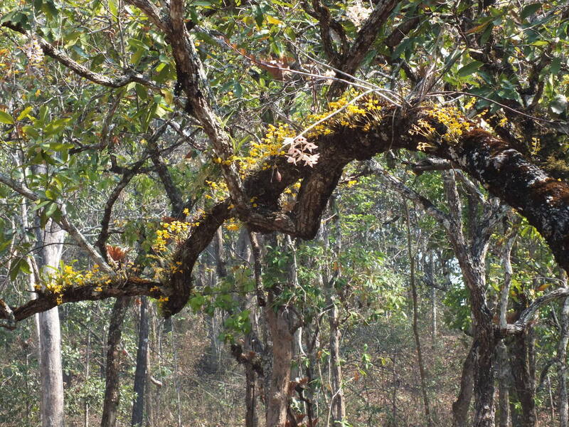 6.jpg :: The branch is only a few feet above head height.