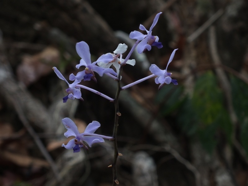 60.jpg :: Then you can get up close. This Vanda coerulescens was found on a branch by one of our members in March 2024.