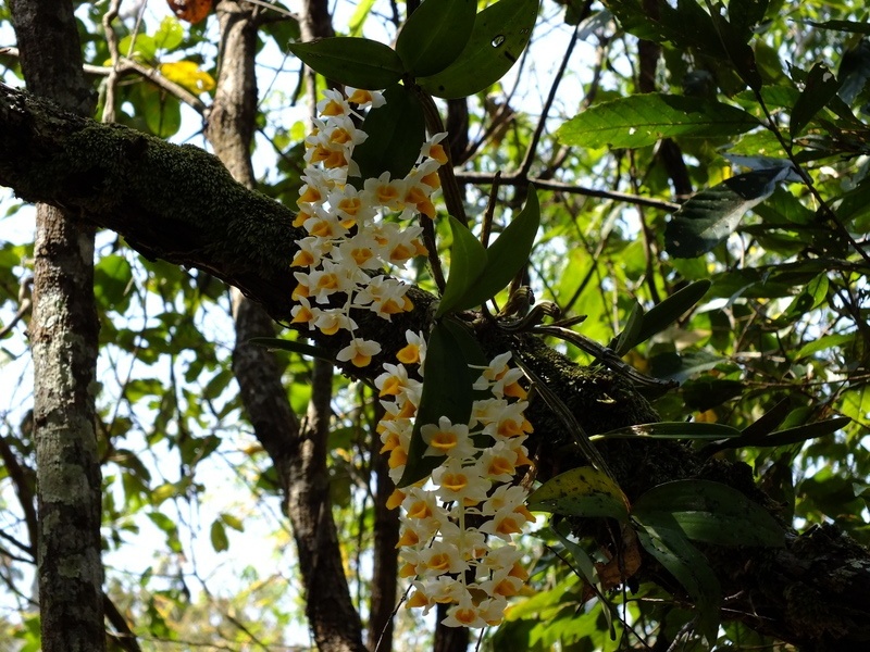 65.jpg :: In 2023 we found a nice plant of Dendrobium thyrsiflorum, but it was not in flower.
We made a note of where it was growing, and when we went back to it in 2024 it was in full flower. As we hope it will be for our next tour.