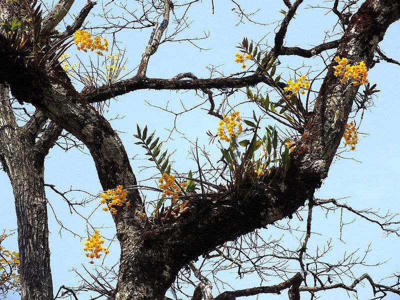 7.jpg ::  Another species we will see at the beginning of the trek is Dendrobium fimbriatum.