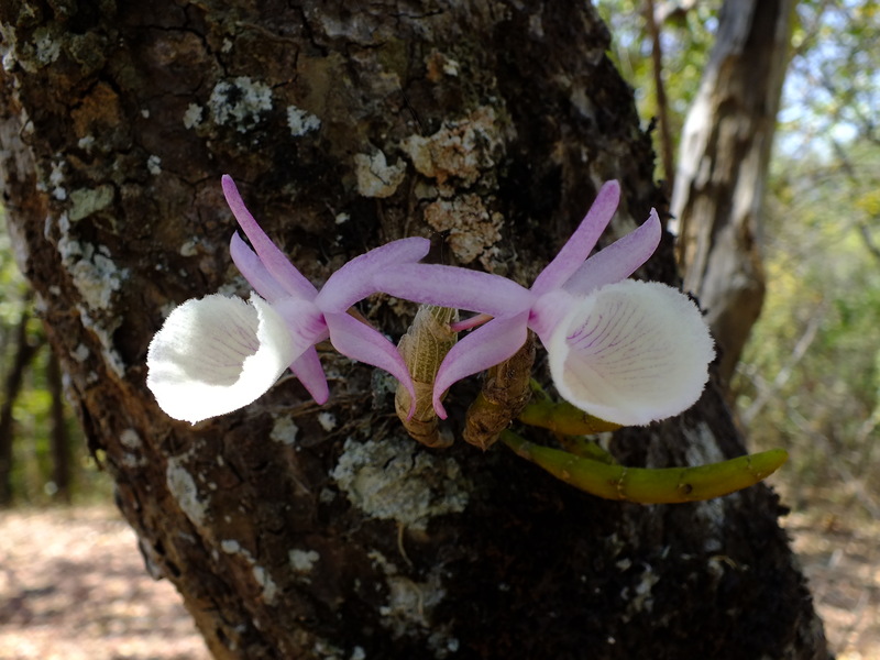 72.jpg :: A young seedling of Dedrobium primulinum flowering for the first time.
