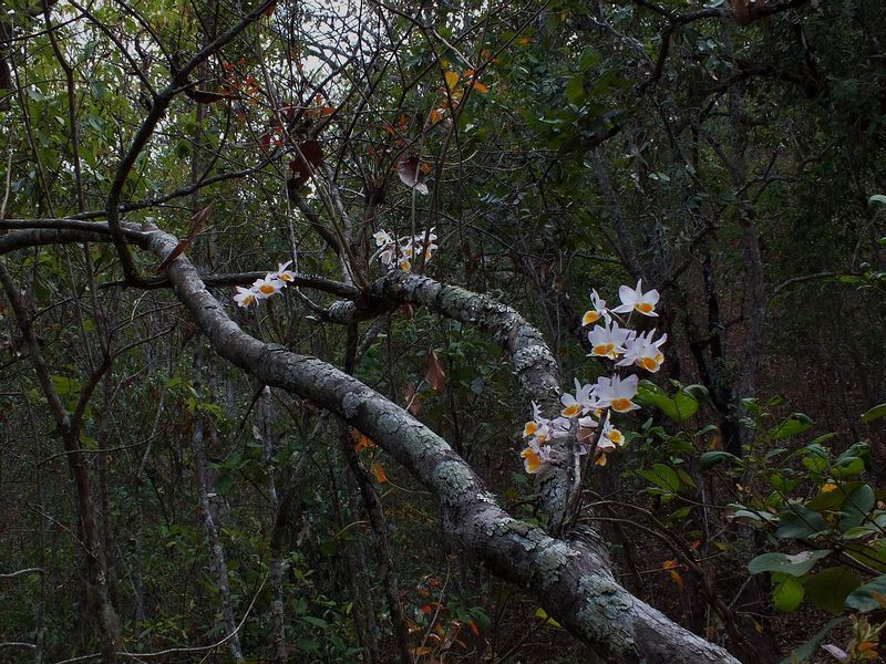 76.jpg :: Sometimes you will come across a group of young plants all flowering together.