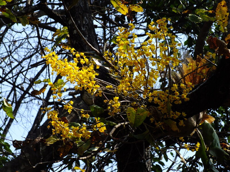 77.jpg :: And sometimes clumps of mature plants like these Dendrobium dixanthum.