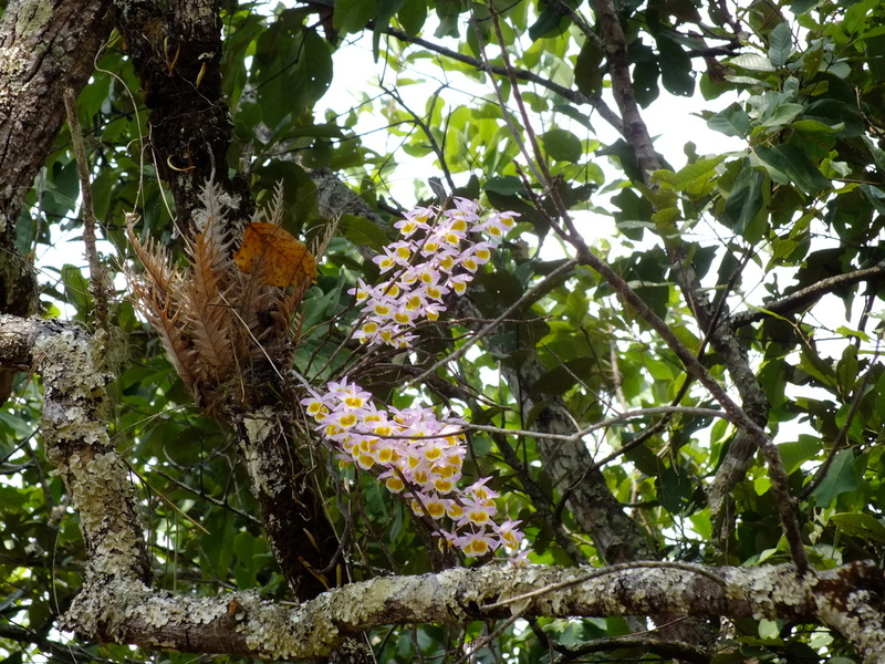 78.jpg :: During the trek we will see plenty of Dendrobium gratiosissimum in flower.