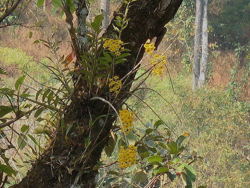8.jpg :: However, this species tends to grow high up in the trees.