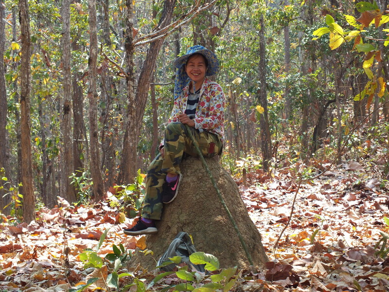 83.jpg :: Our assistant utilises a termite mound to take a rest. One of her responsibilities is to keep a careful eye on the members, making sure no one gets lost. She usually follows the group, being the last person and making sure no one gets left behind.