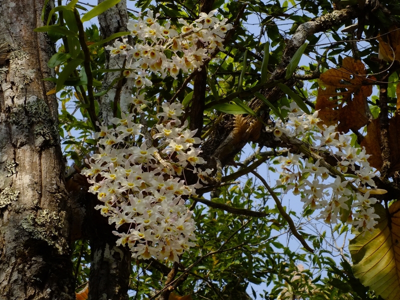 85.jpg :: Dendrobium signatum grows well in this forest. Hopefully, the members will have taken many more photographs of these beautiful plants in the wild today.