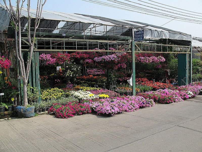 AT10.jpg :: The market has over two hundred small stalls, selling a vast range of plants. 
