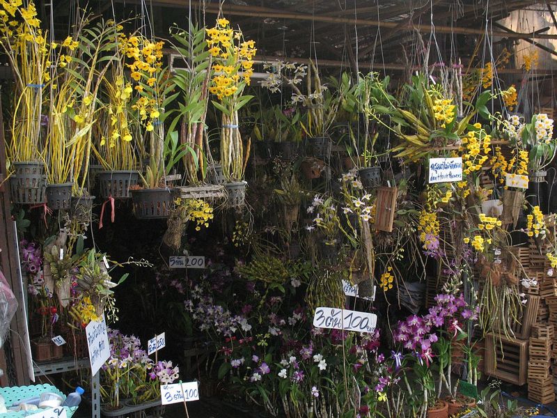 AT11.jpg :: Most of the 'orchid stalls' are situated together along one avenue, and at this time of year are full of flowering plants, giving a very impressive display.