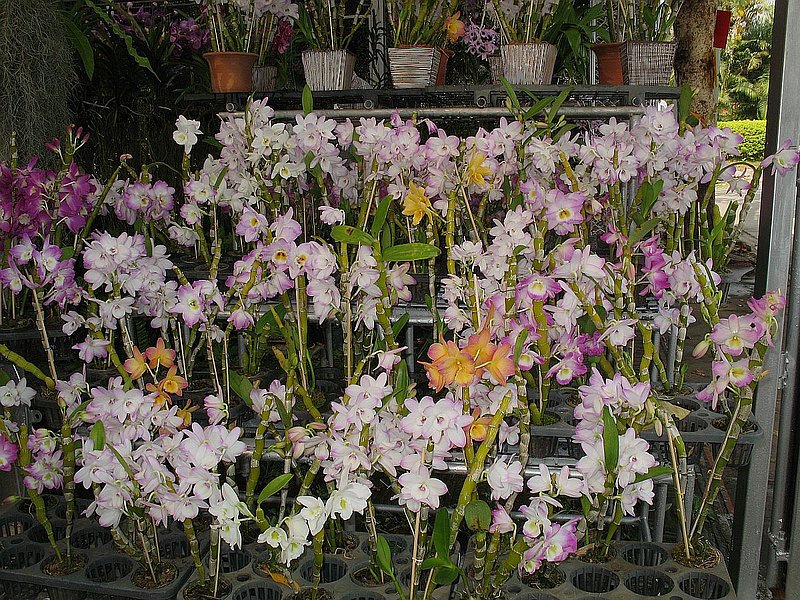 AT12.jpg :: Many of the stalls are owned by local growers, who display and sell their best plants here.
